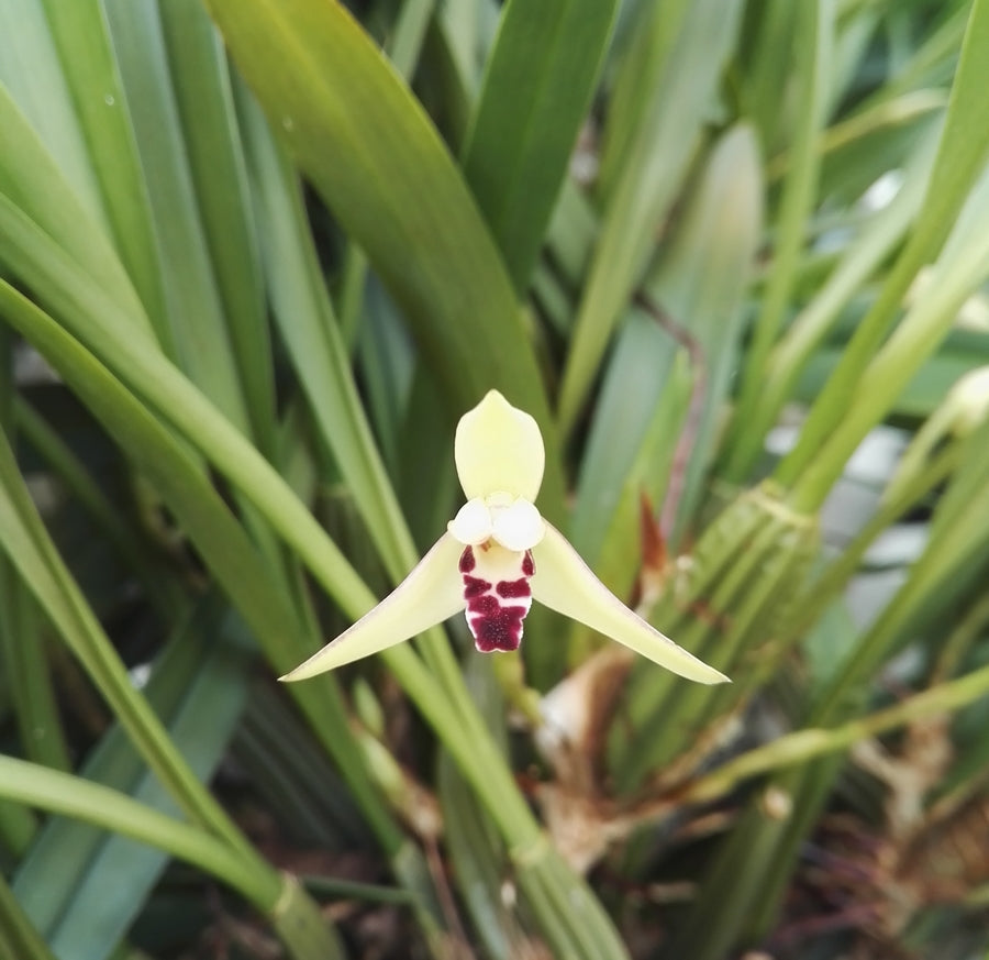 Maxillaria marginata
