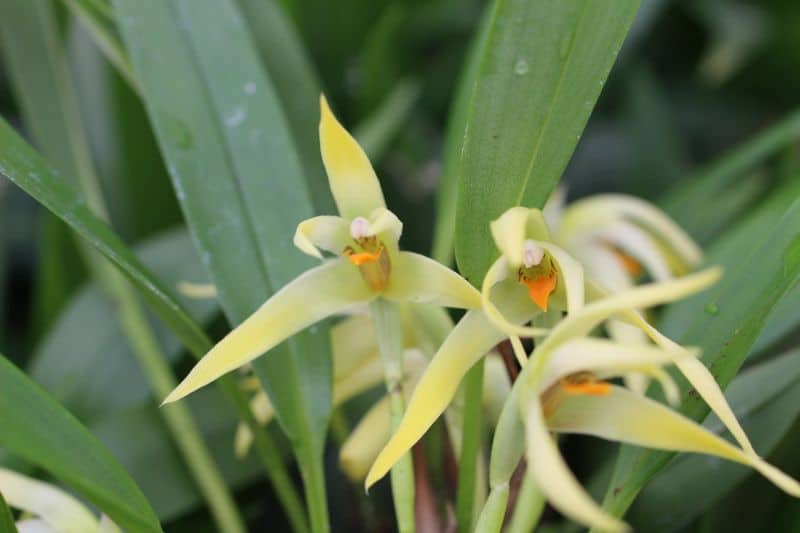 Maxillaria weberbaueri