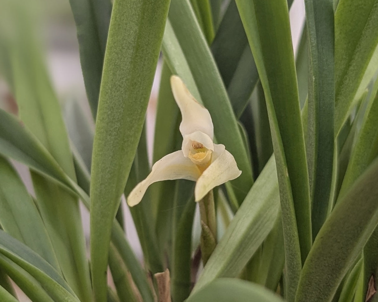 Maxillaria bolivarensis
