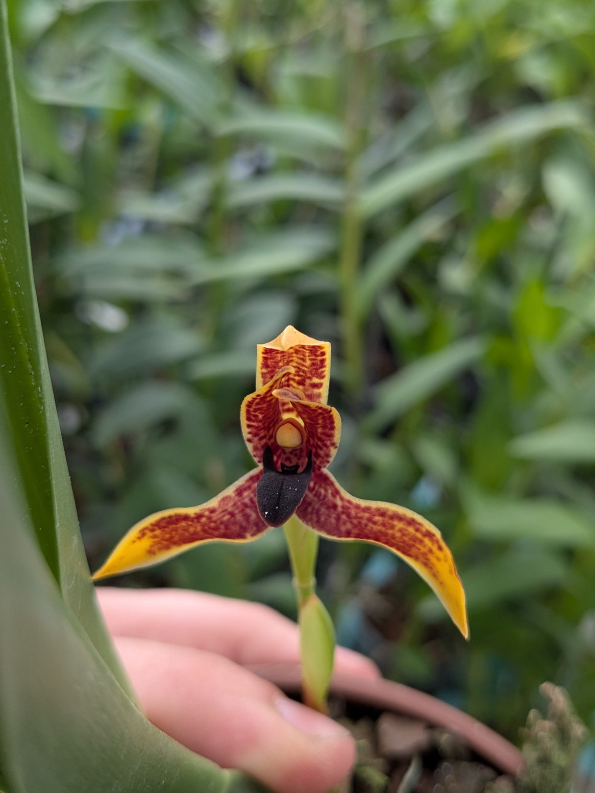 Maxillaria cucullata