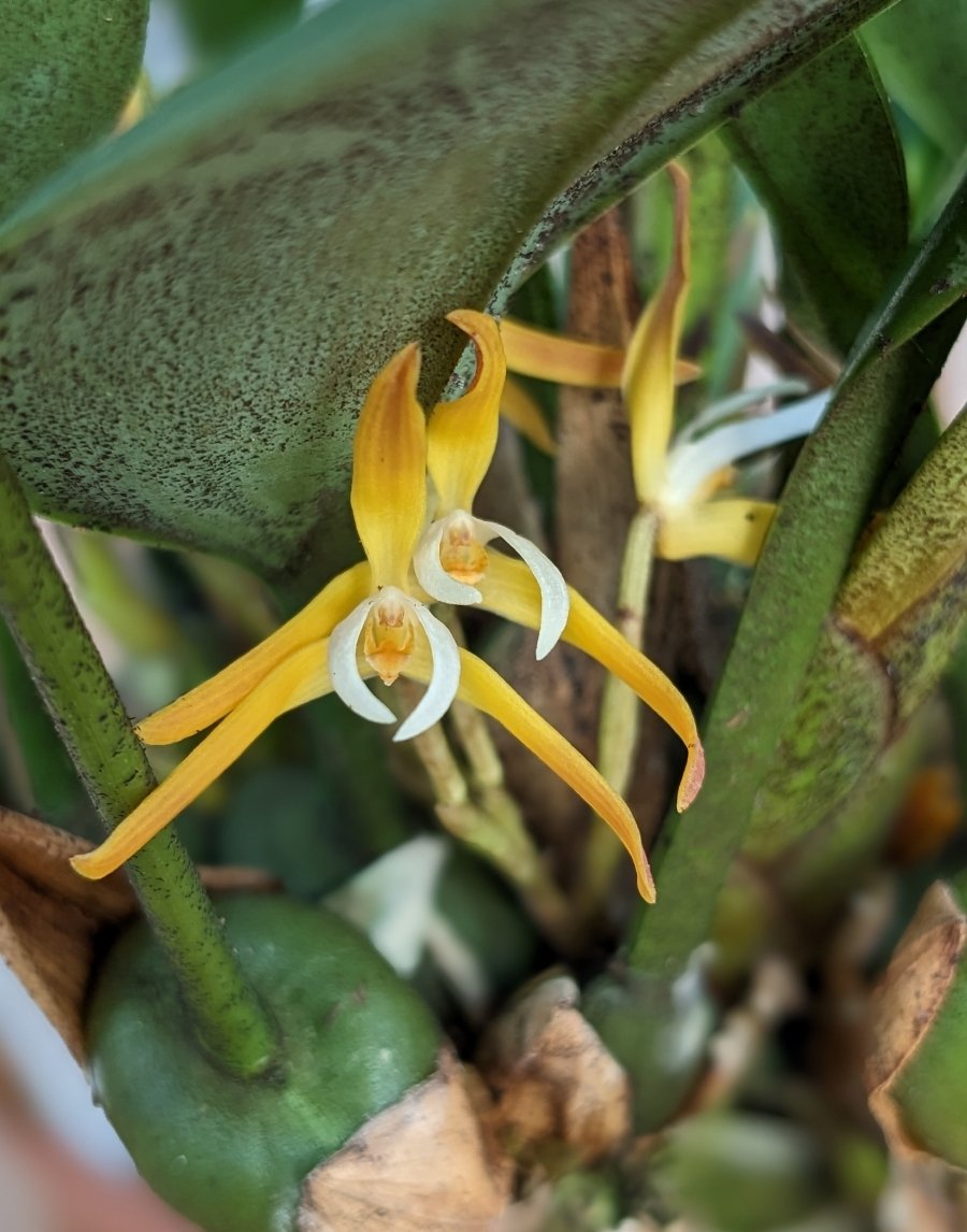 Maxillaria hennisianna