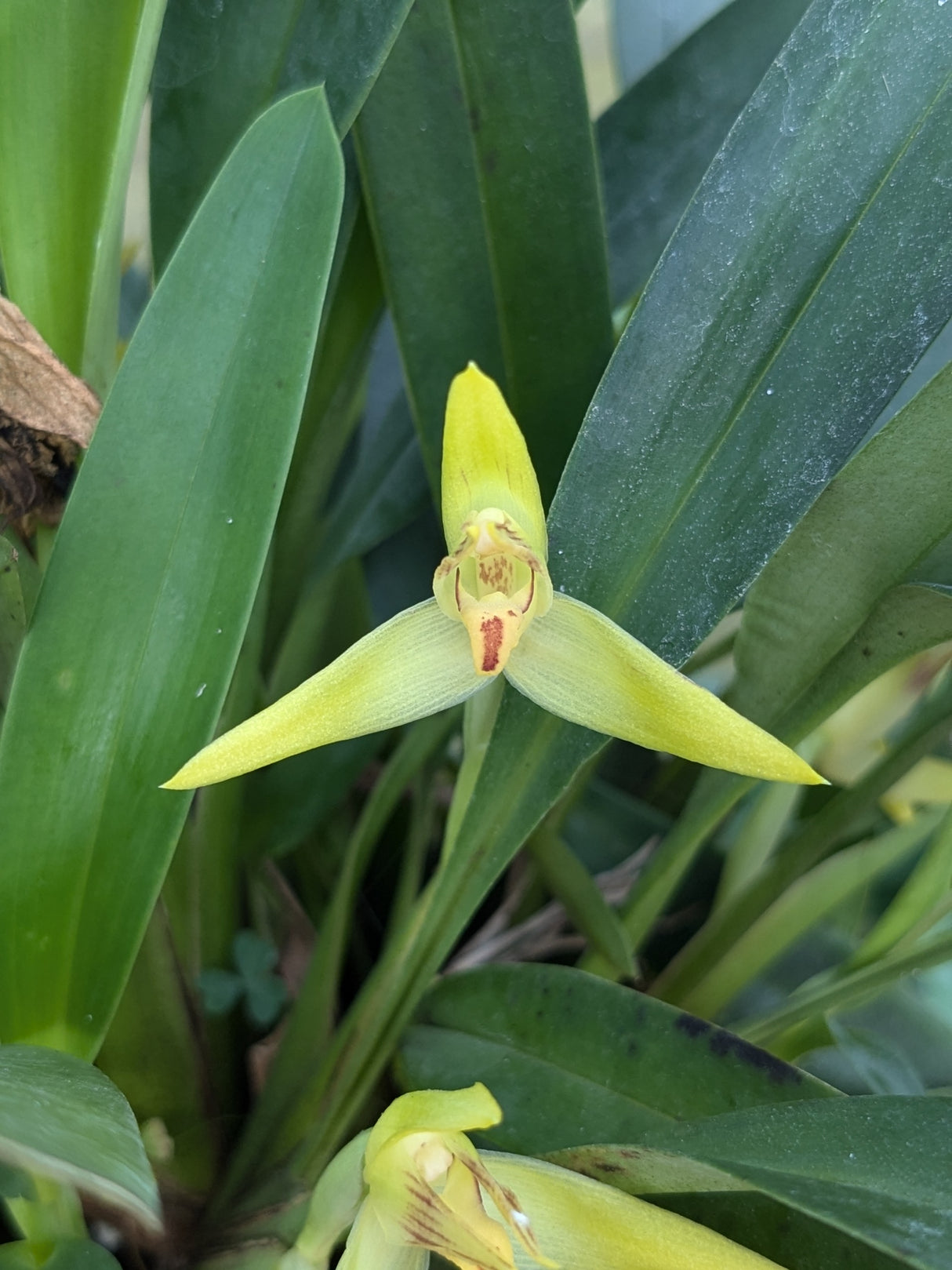 Maxillaria chlorantha