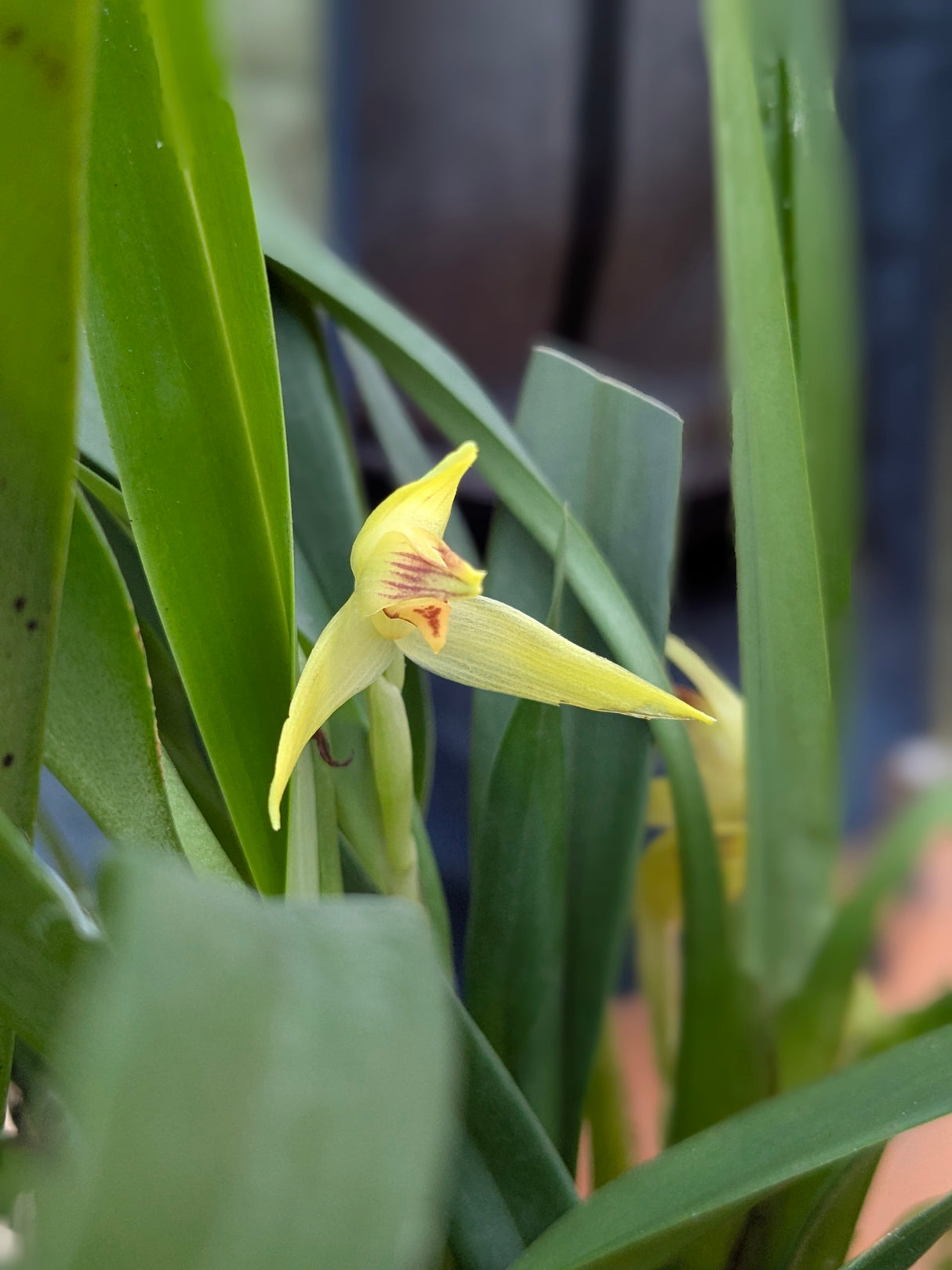 Maxillaria chlorantha
