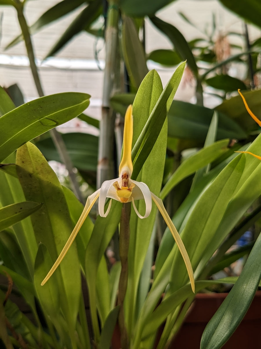 Maxillaria dalessandroi