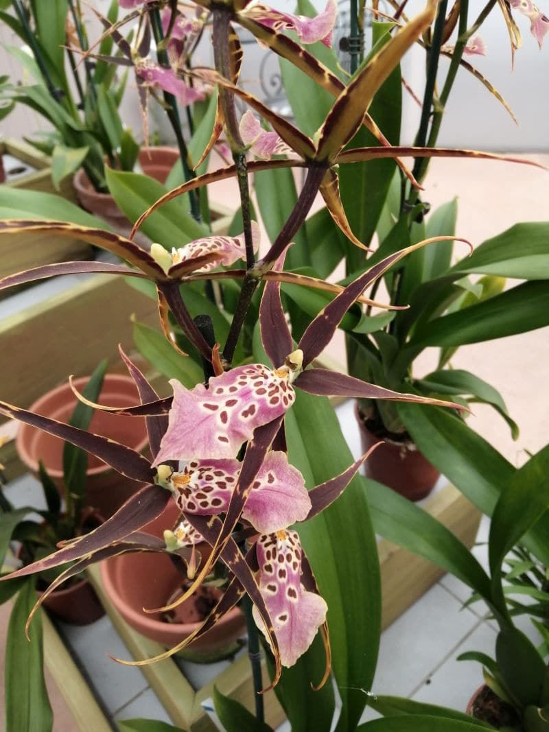 Miltassia Shelob Tolkien