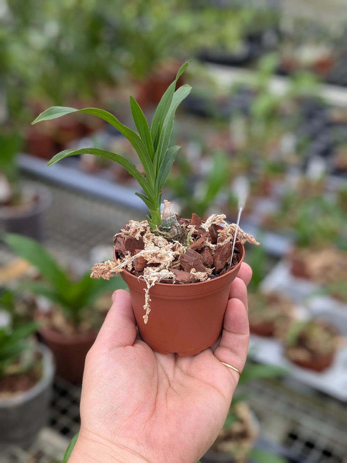 Mormodes Tigre d'Asgard