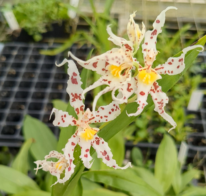 Oncidium (Odontoglossum) naevium