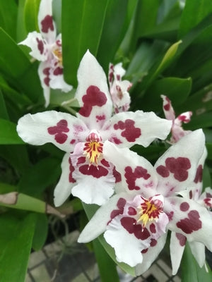 Odontonia Nippon Big Spots