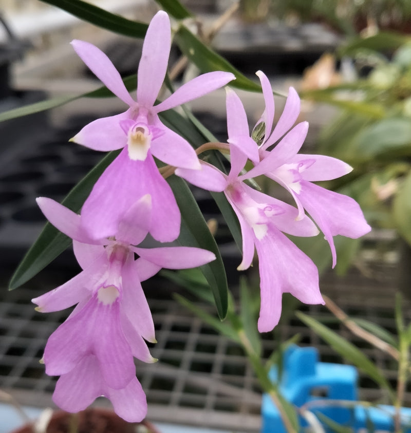 Oerstedella centradenia