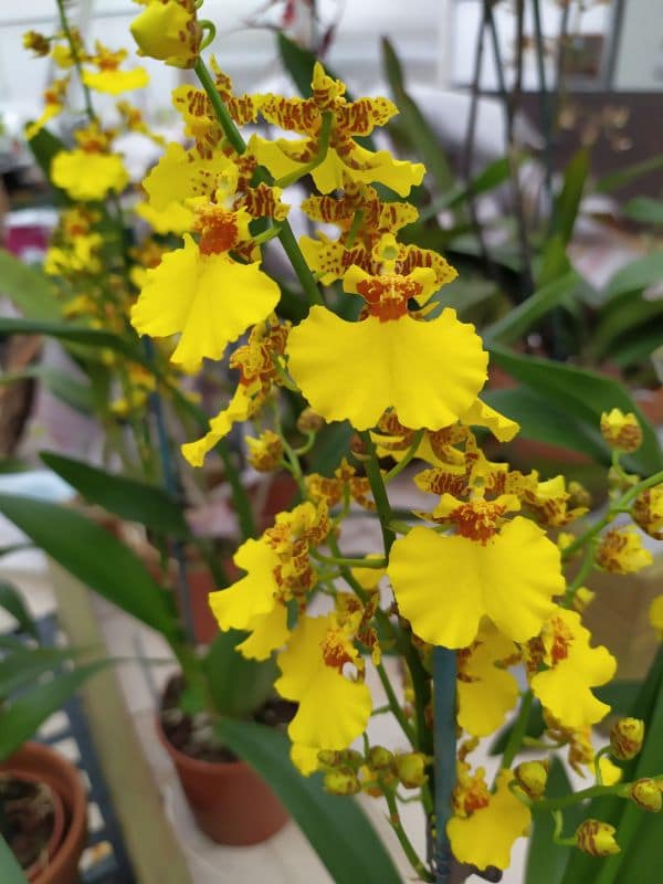 Oncidium Joost