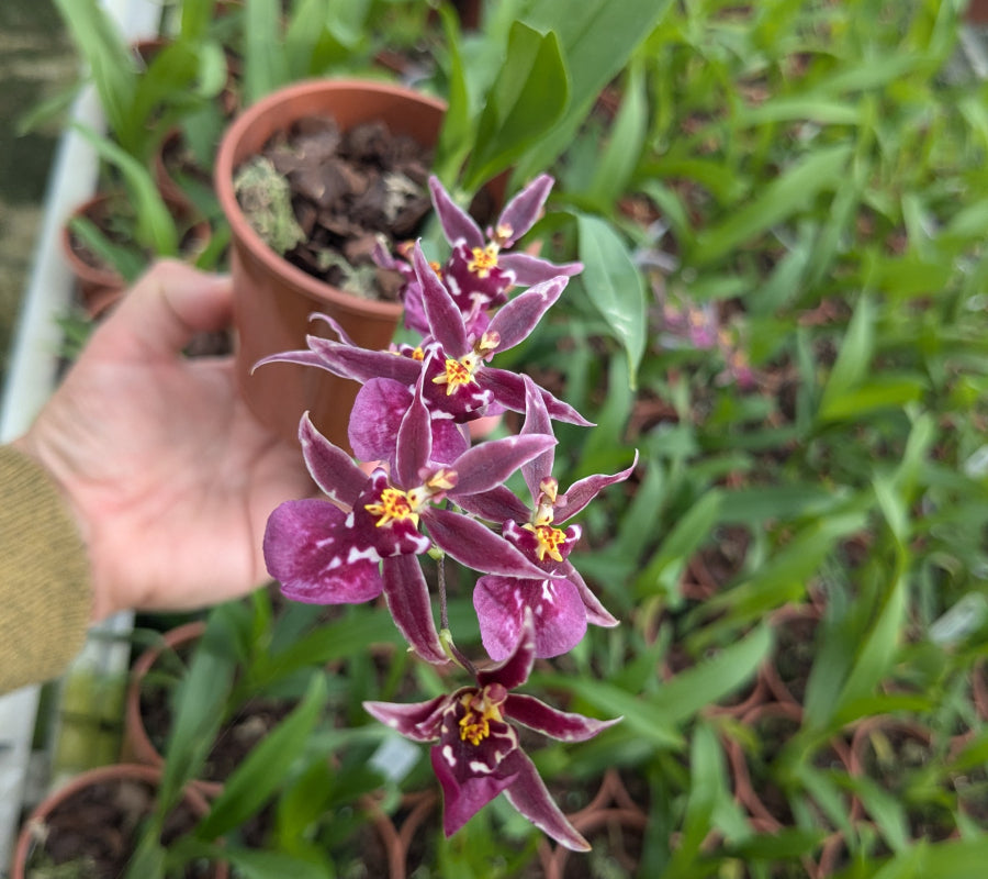 Fleurs de Brassidium Titanium, violettes