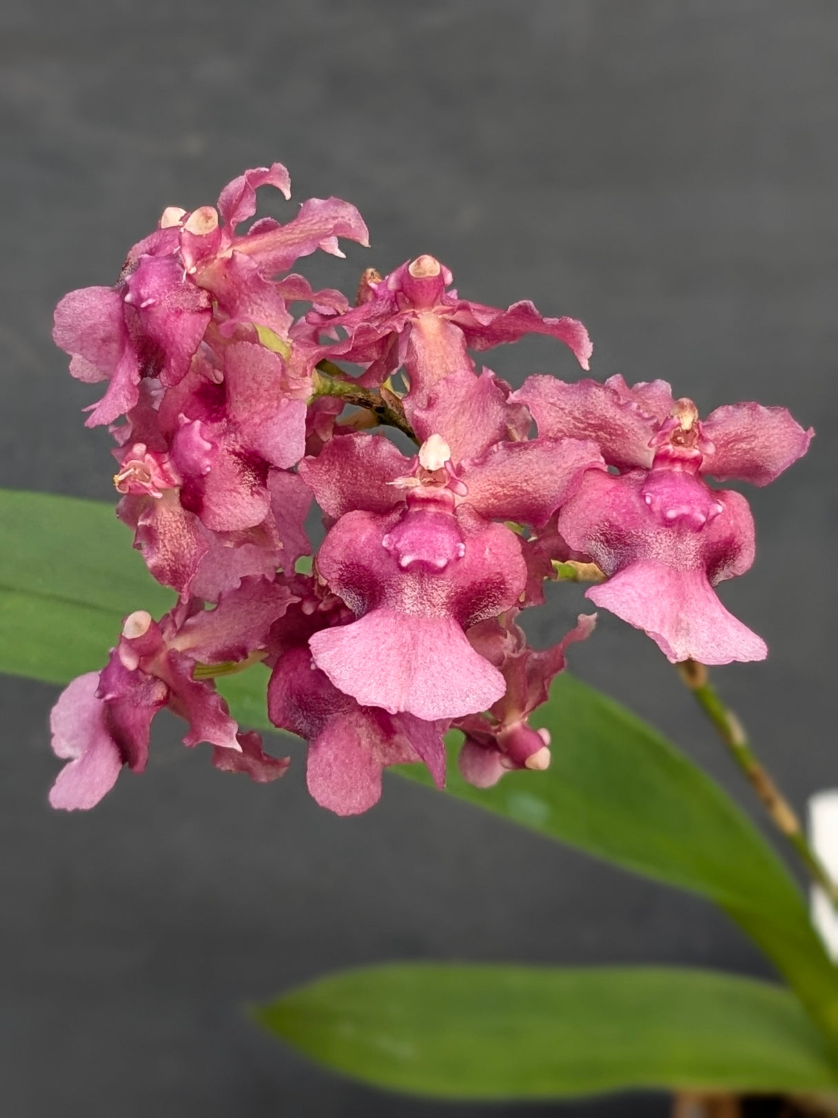 Oncidium Rosy Sunset