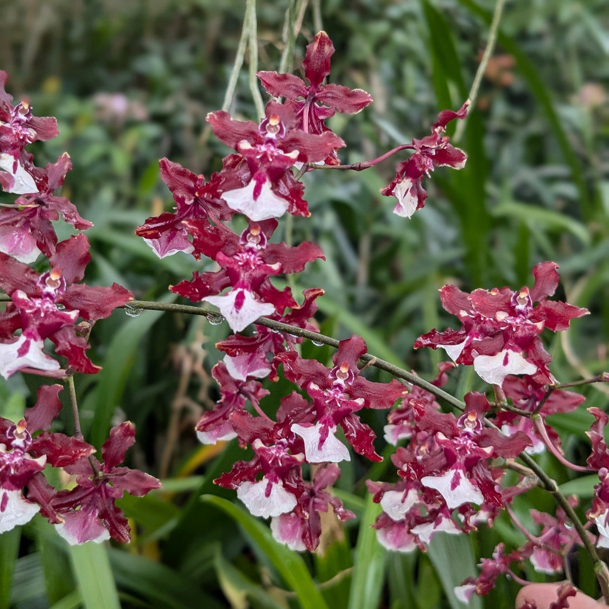 Oncidium Sharry Baby