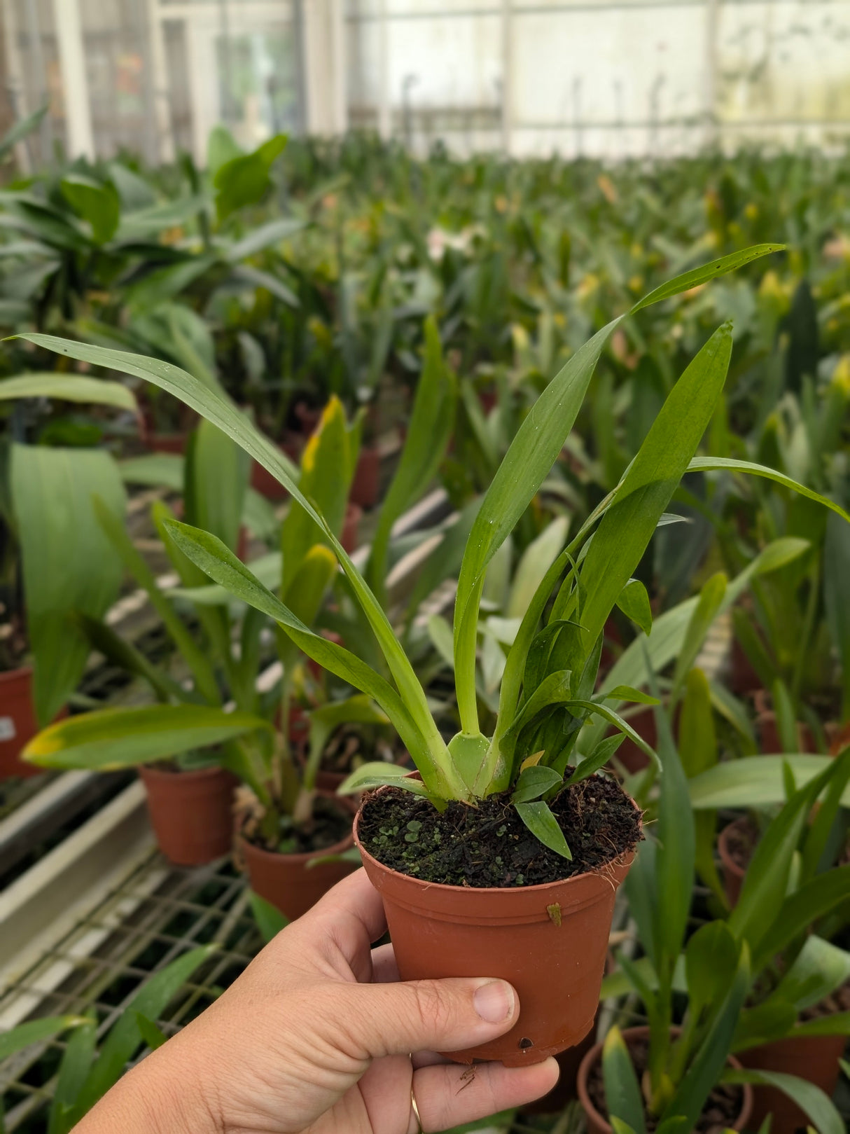 Oncidium Twinkle "Candy"