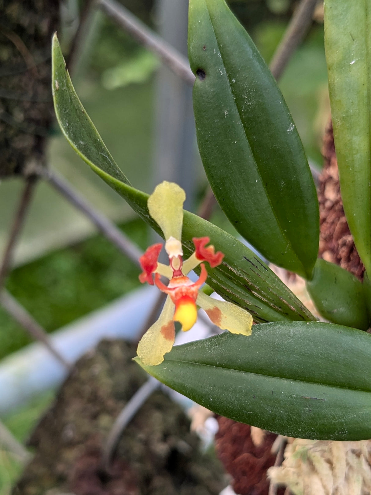 Oncidium coloratum