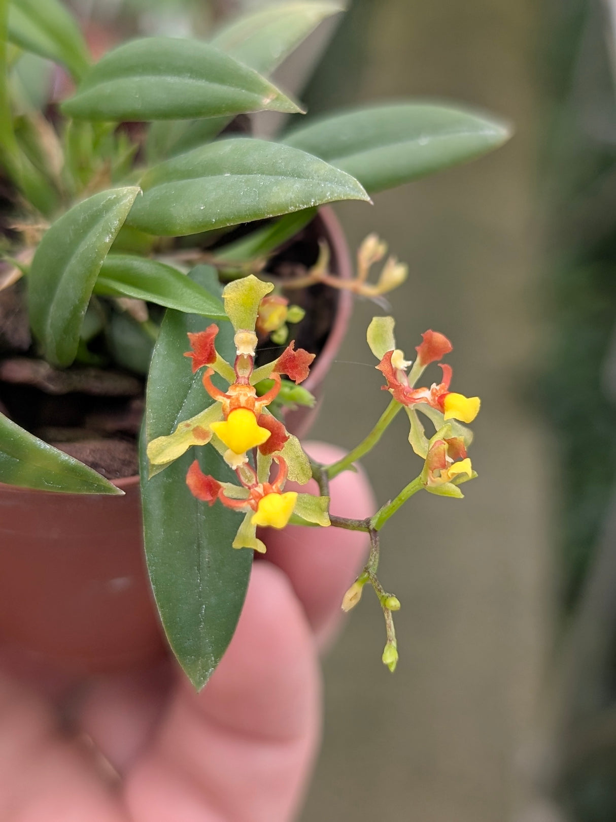 Oncidium coloratum