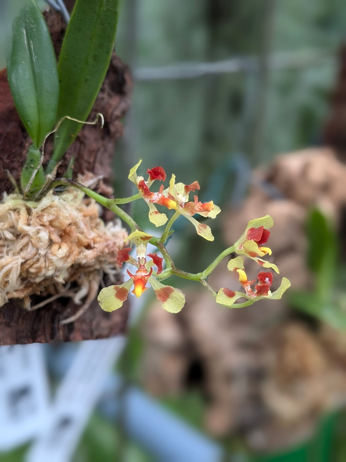 Oncidium coloratum