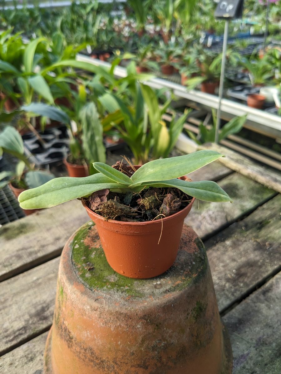 Paphiopedilum fairrieanum