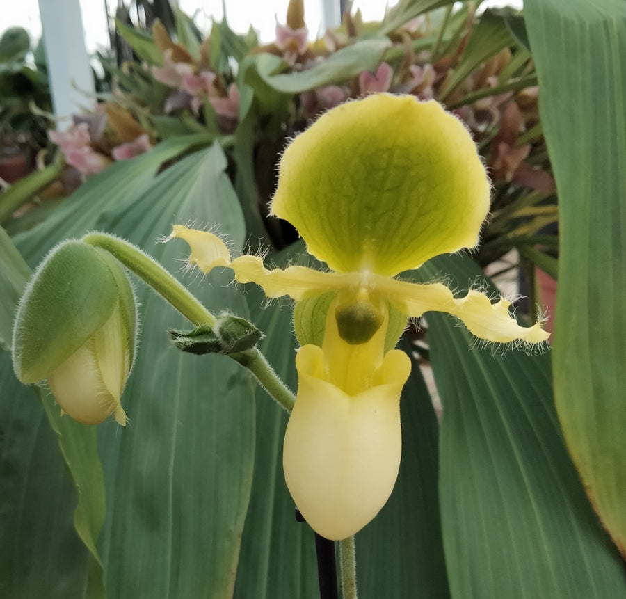 Paphiopedilum Pinocchio f flavum