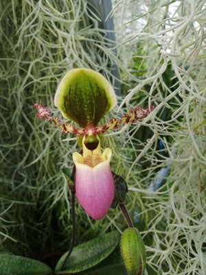 Paphiopedilum chamberlainianum