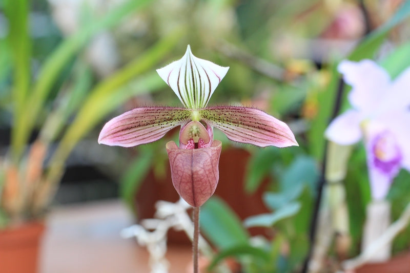 Paphiopedilum purpuratum