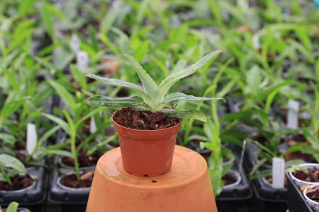 Paphiopedilum-purpuratum