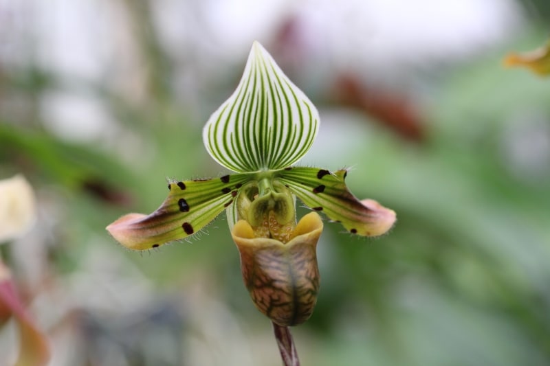 Paphiopedilum venustum