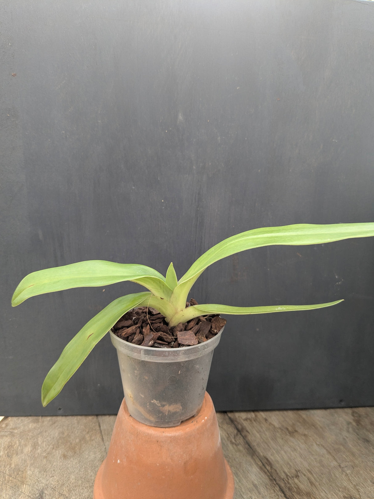 Paphiopedilum kolopakingii