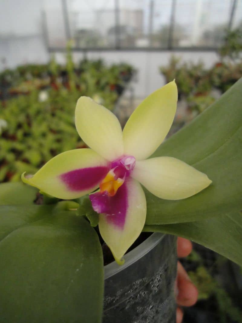 Phalaenopsis bellina