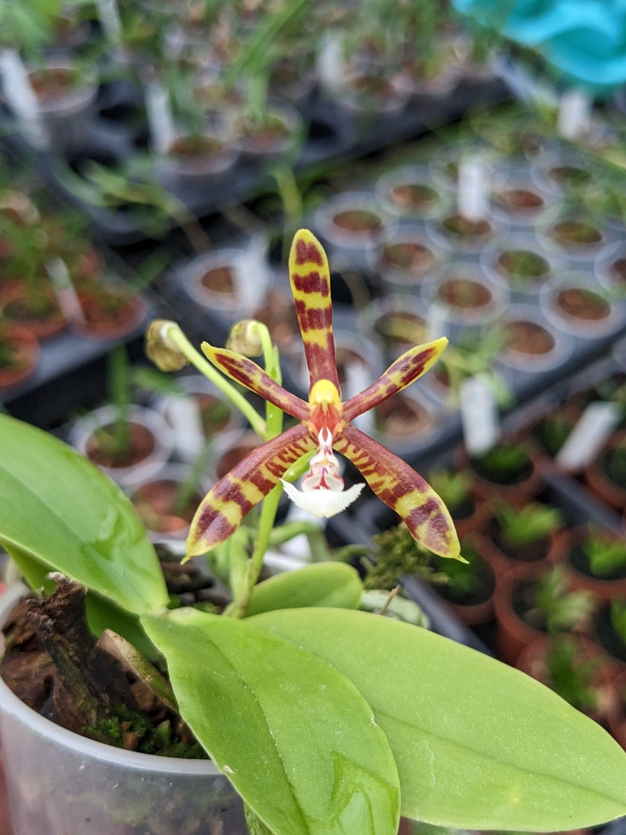 Phalaenopsis mannii