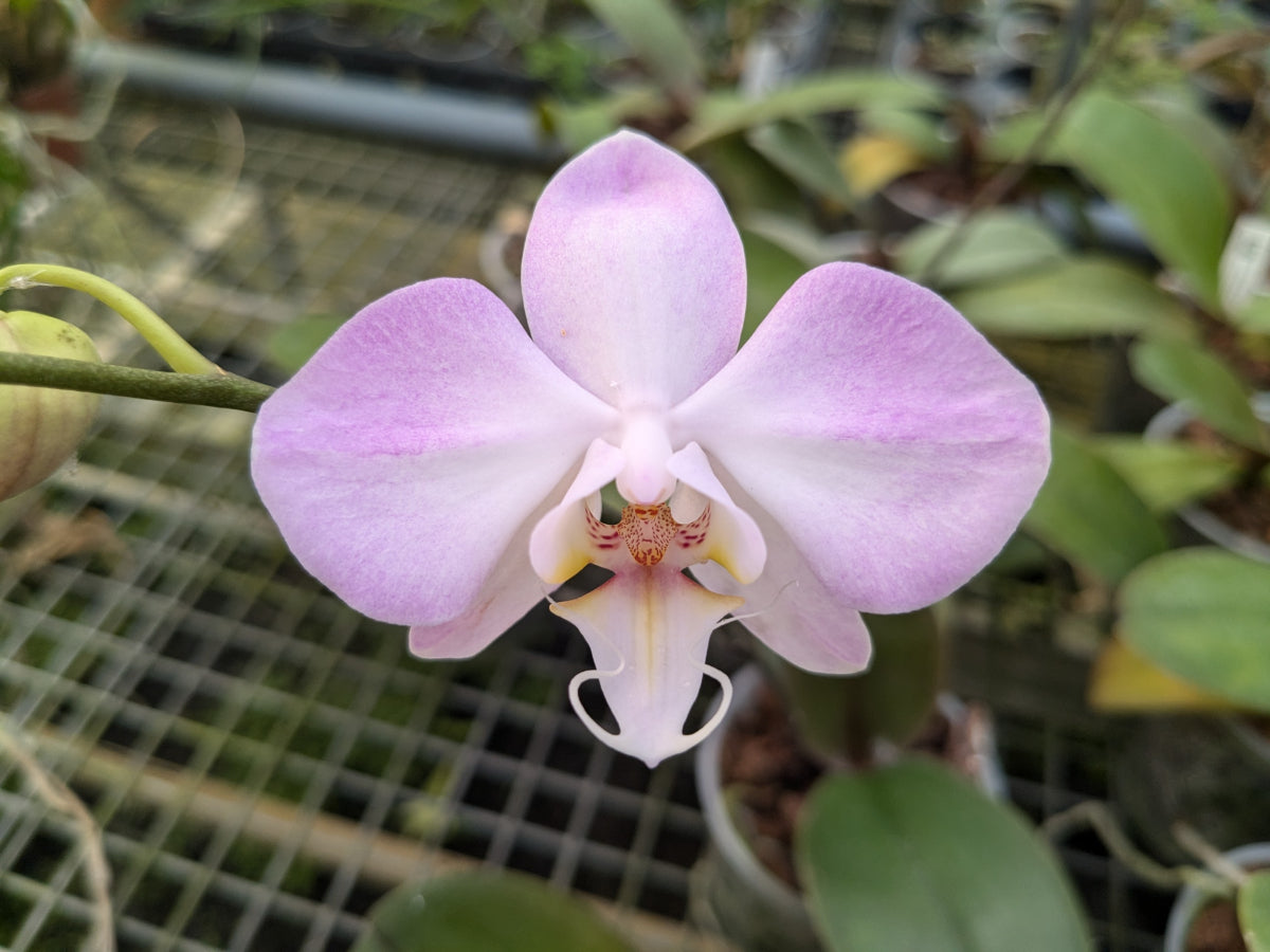 Phalaenopsis sanderiana en fleur, rose pâle