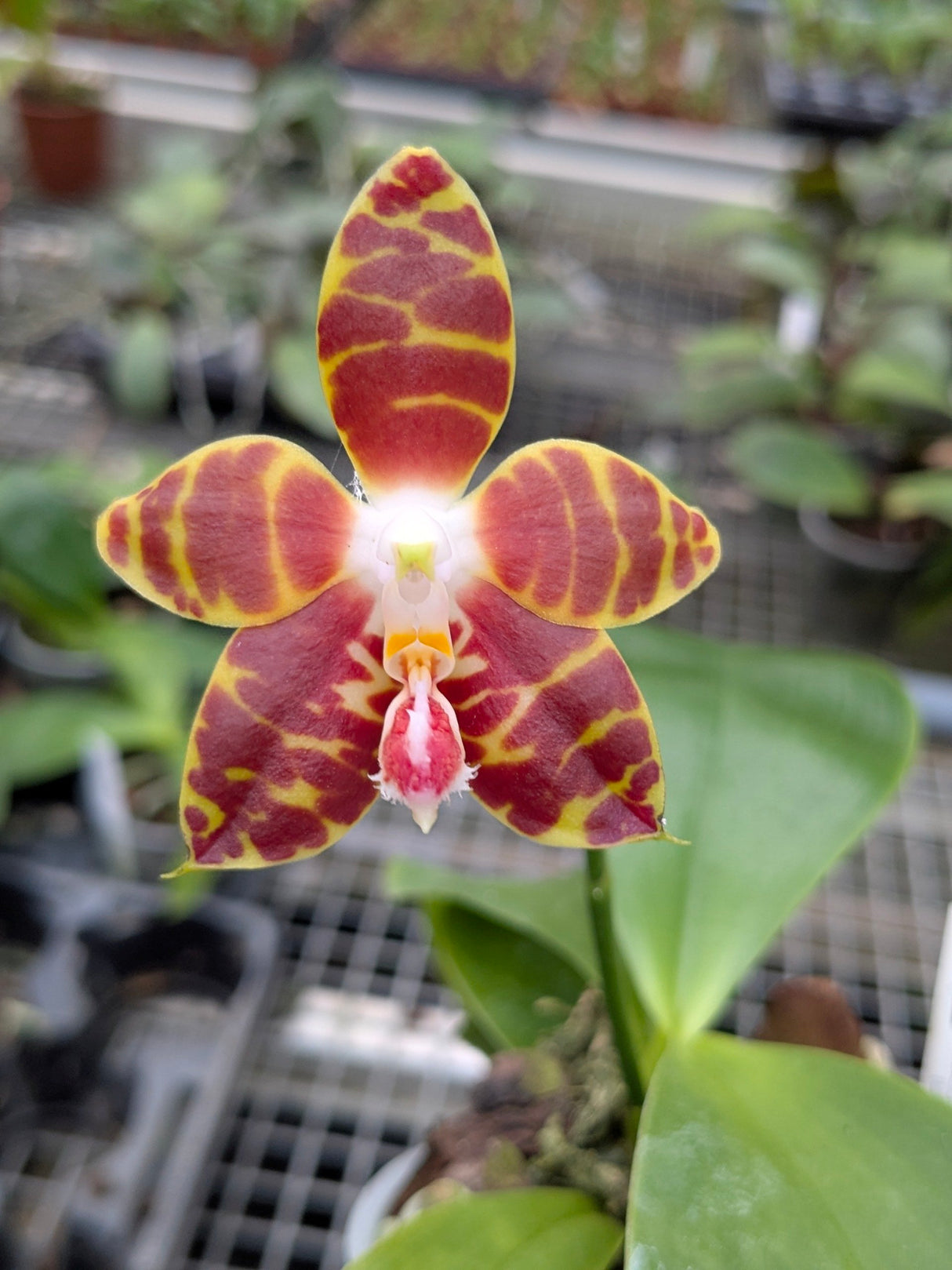 Phalaenopsis Ambonosa fleur marron et jaune