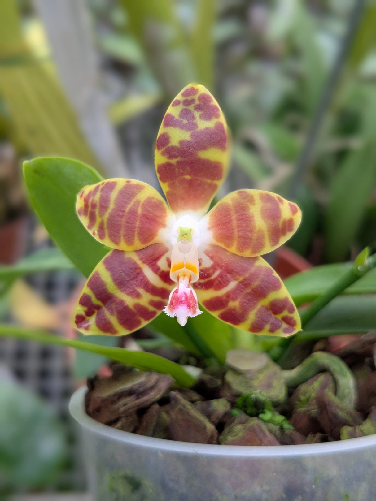Fleur de Phalaenopsis Ambonosa