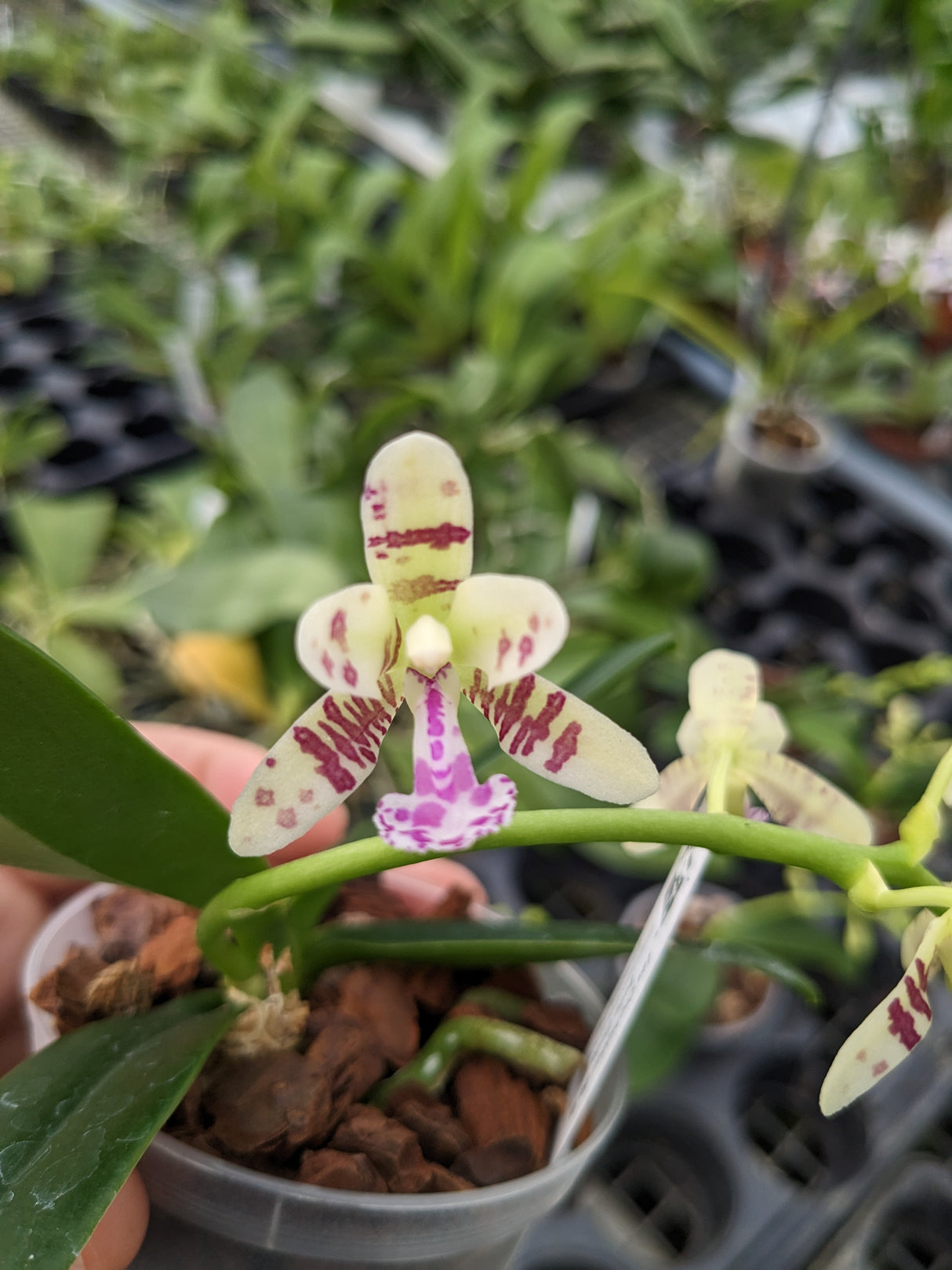 Phalaenopsis (Sedirea) japonica