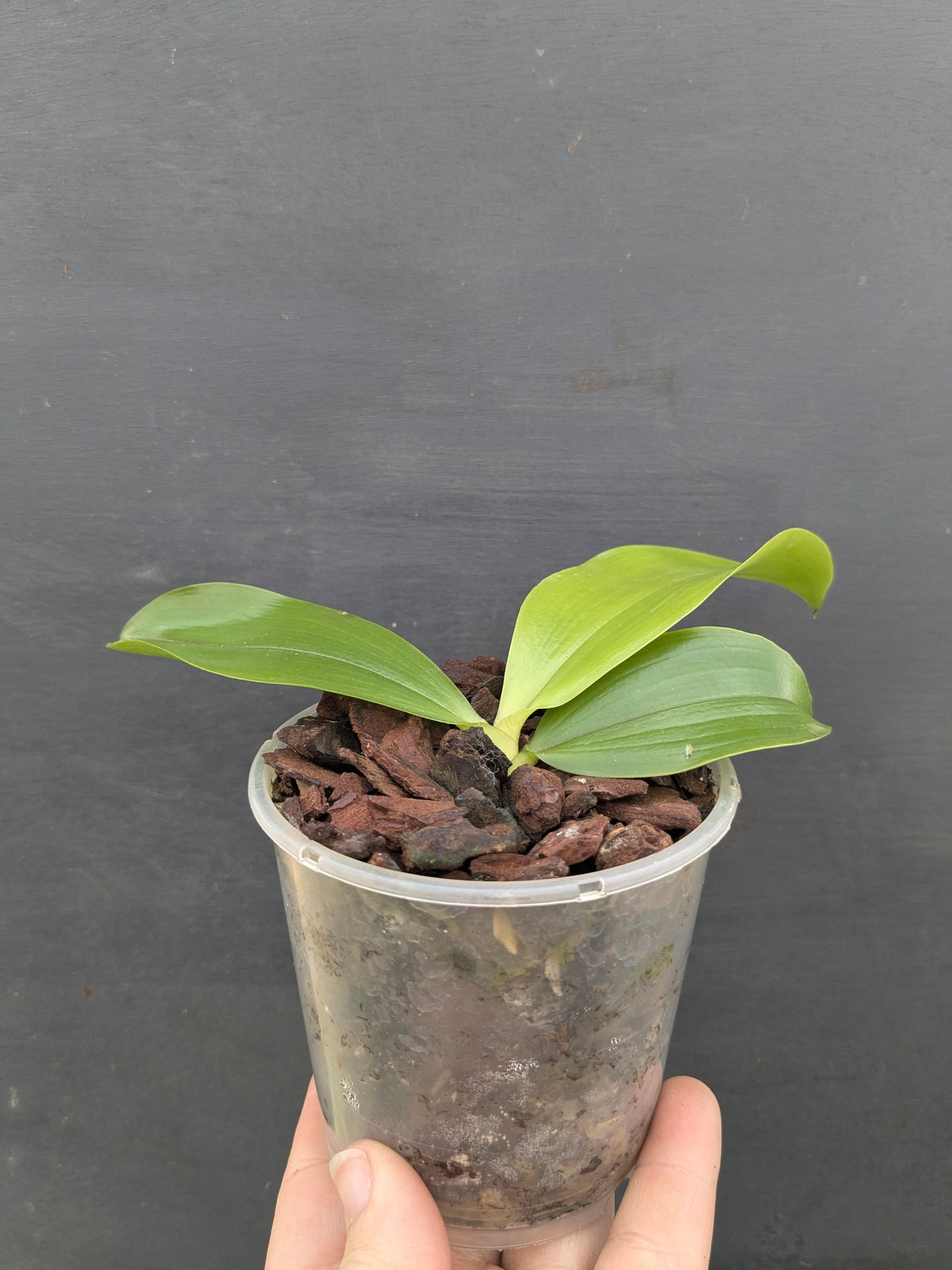 Phalaenopsis speciosa