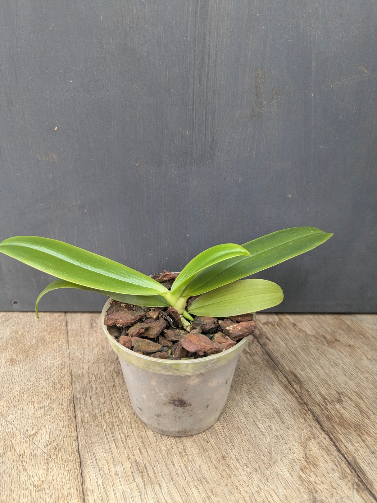 Phalaenopsis sumatrana (zebrina)