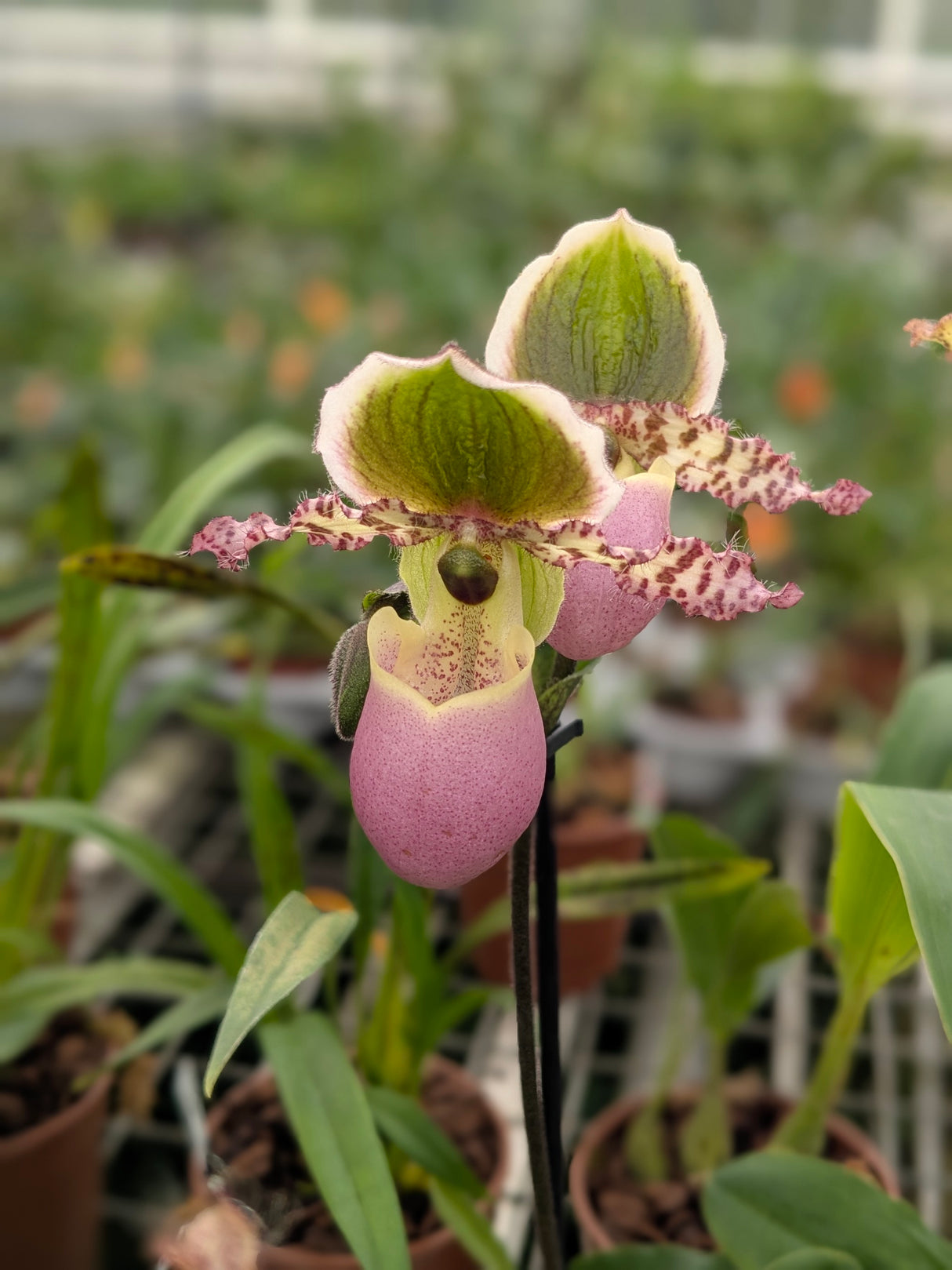 Paphiopedilum Pinocchio