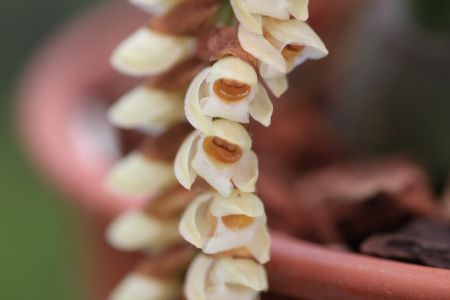 Pholidota rubra fleur