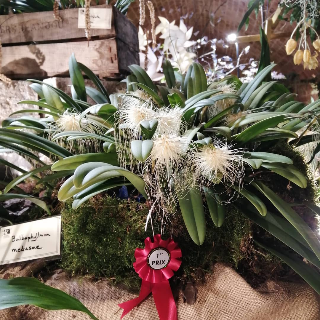 Premier prix botanique Fontfroide 2020