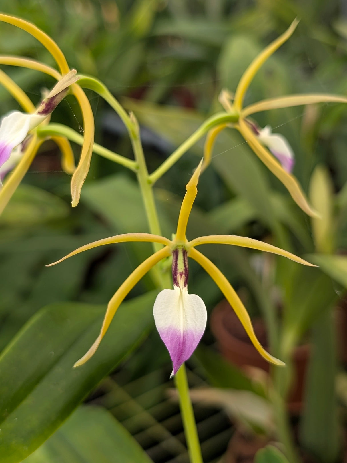 Prosthechea brassavolae