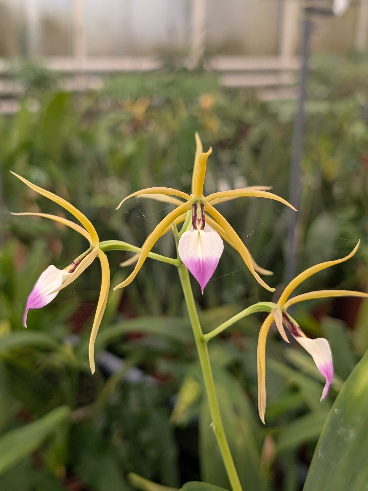 Prosthechea brassavolae