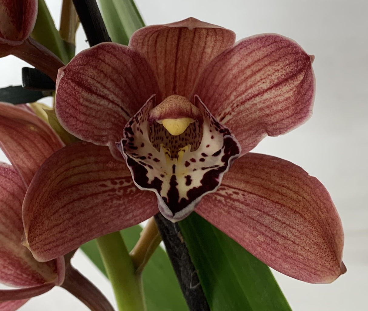 Cymbidium Red Beauty Roy