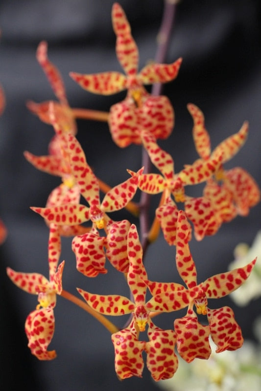 Renanthera monachica