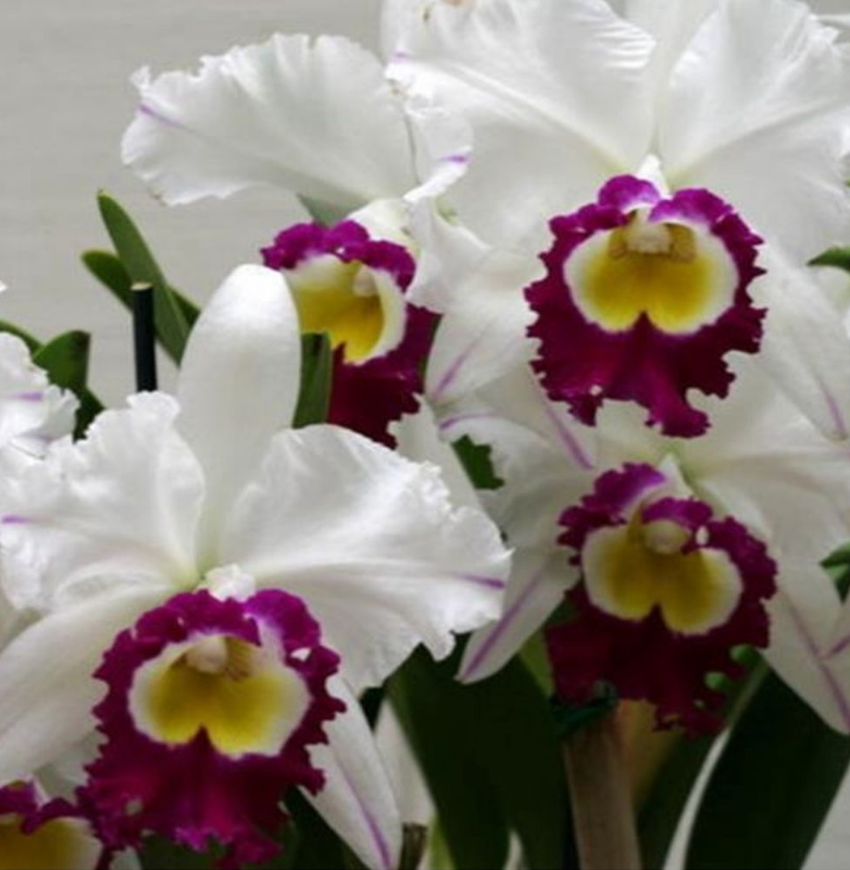 Cattleya Blanche Aisaka "Yuki" FCC/AOS