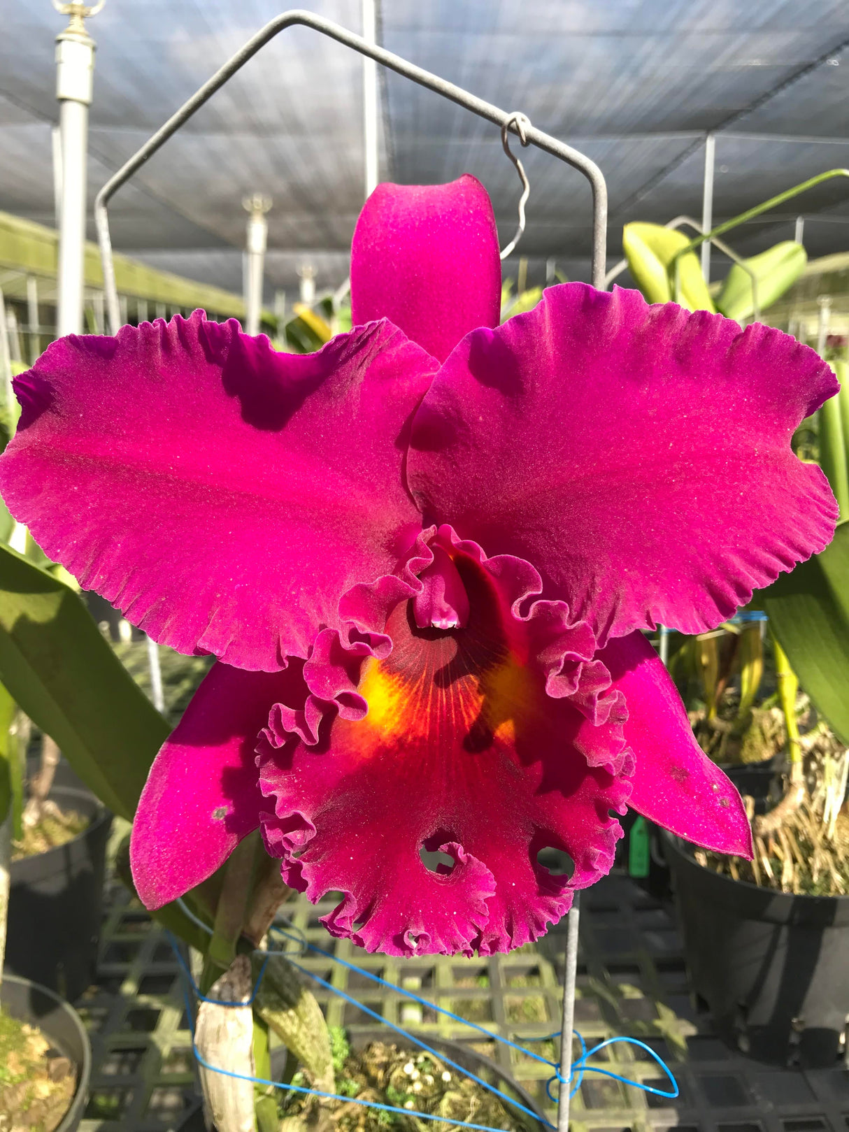 Cattleya Shang Ding Red Dragon