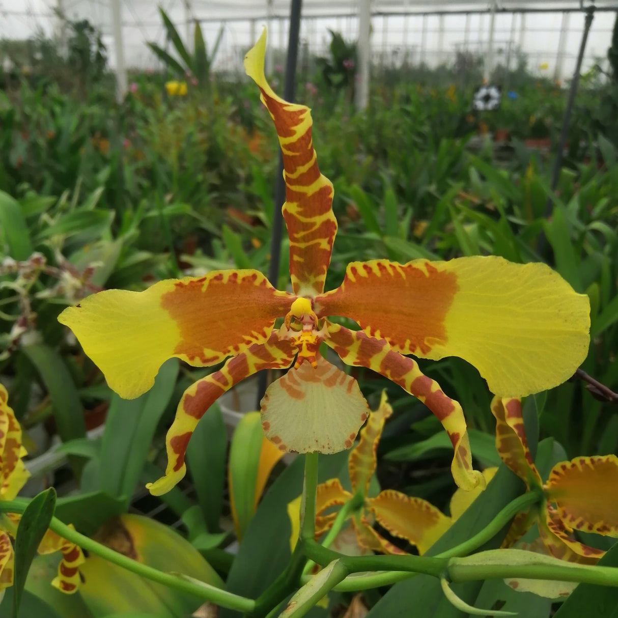 Rossioglossum Rawdon Jester