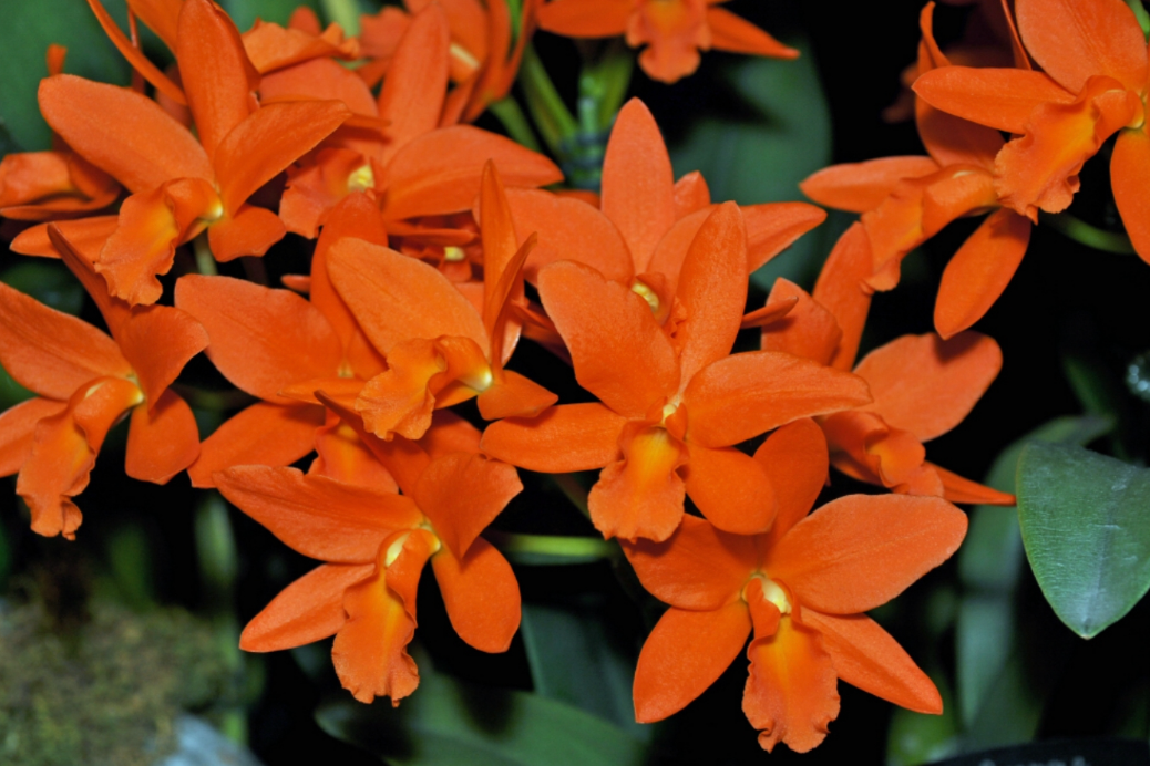 Cattleya Young-Min Orange "Golden Satisfaction"