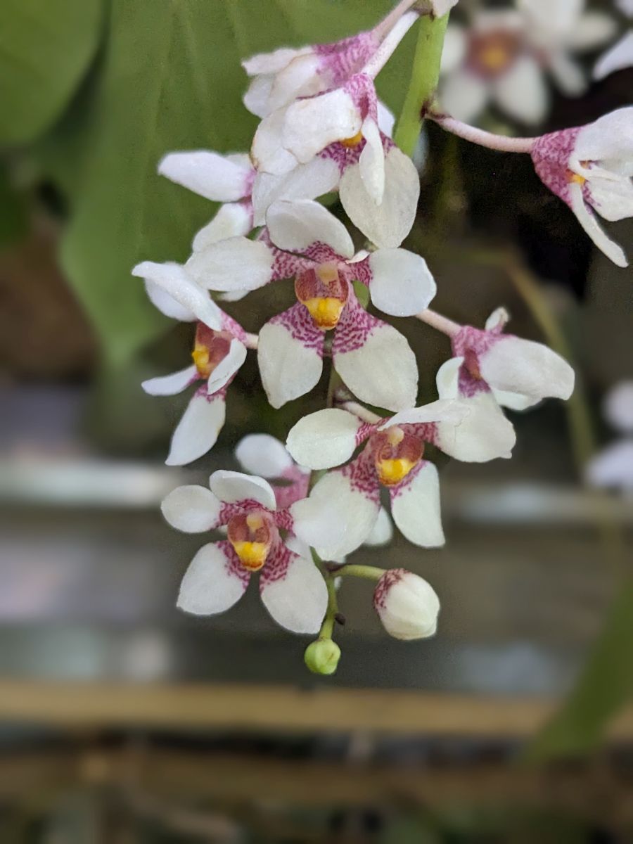 Sarcochilus hartmanii