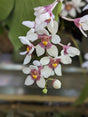 Sarcochilus hartmanii