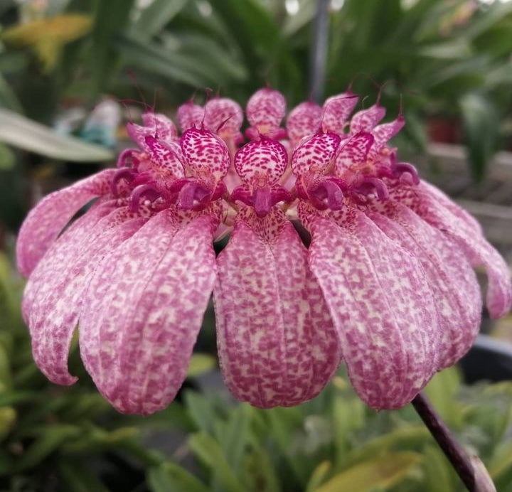 Bulbophyllum eberhardtii fleurs en ombelles blanches mouchetées rose